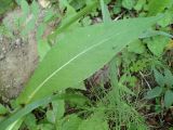 Cirsium heterophyllum