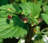 Scrophularia scopolii