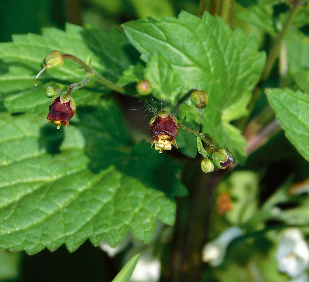 Image of Scrophularia scopolii specimen.