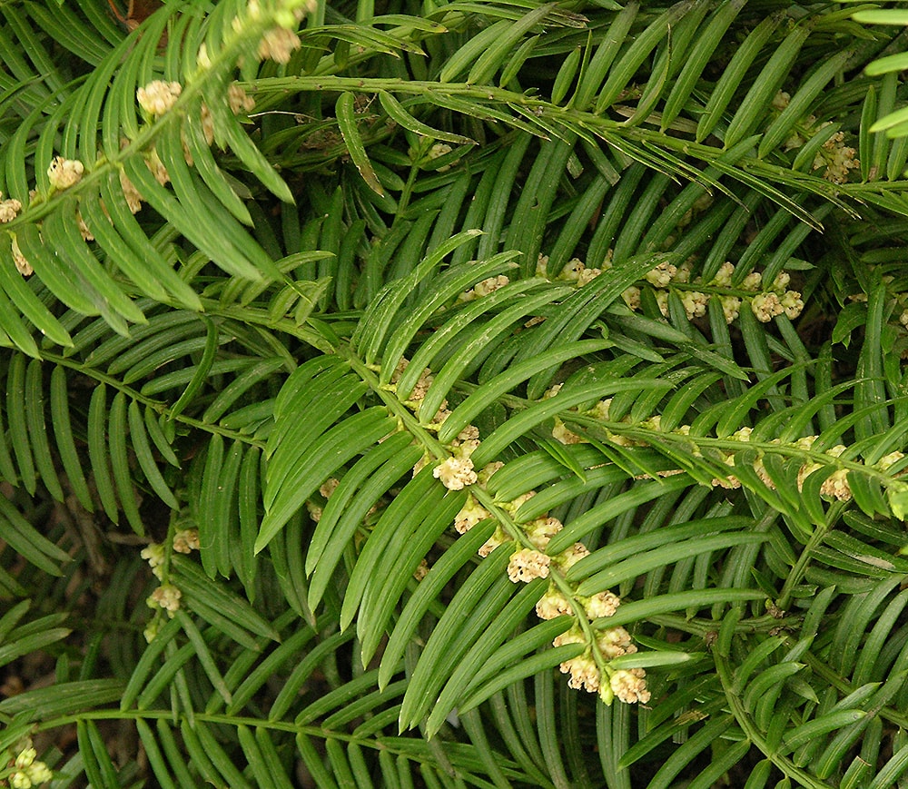 Image of Cephalotaxus harringtonia specimen.
