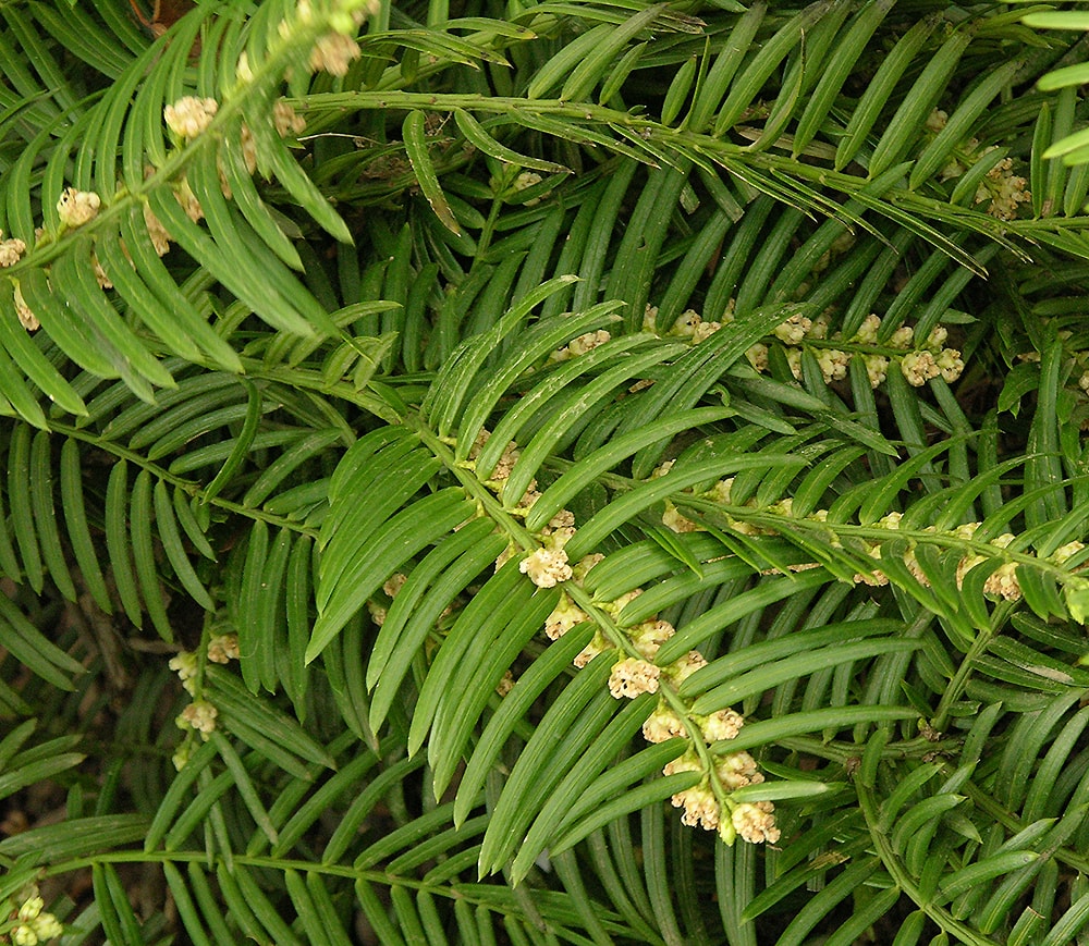 Изображение особи Cephalotaxus harringtonia.