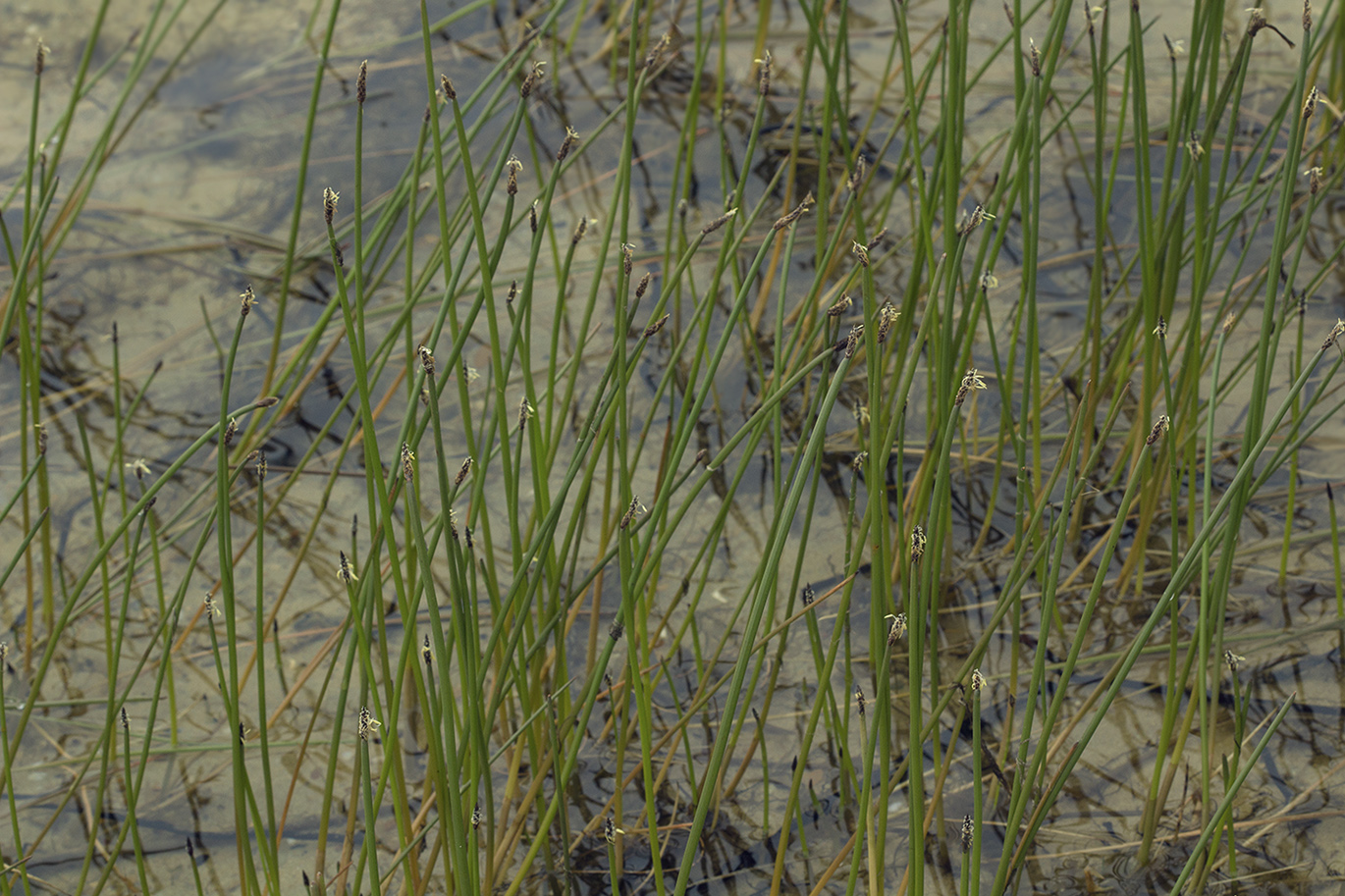 Изображение особи Eleocharis kamtschatica.