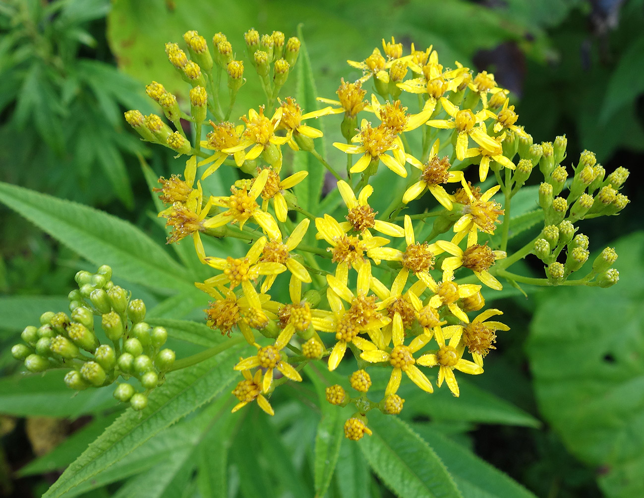 Изображение особи Senecio cannabifolius.