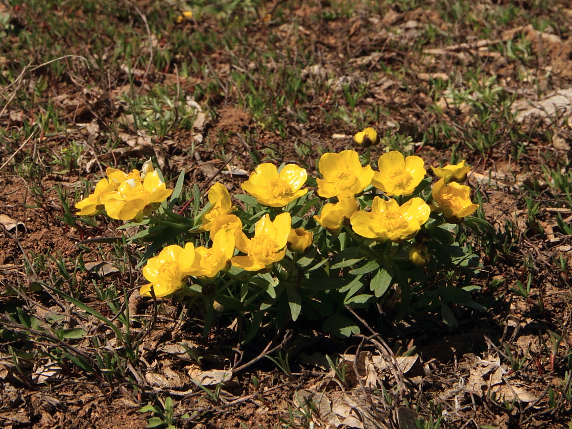 Изображение особи Ranunculus polyrhizos.