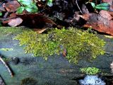 Ptilidium pulcherrimum