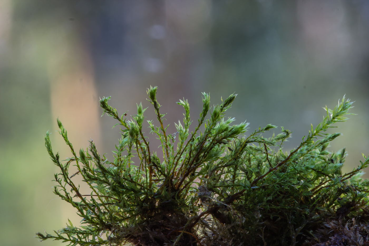 Image of class Bryopsida specimen.