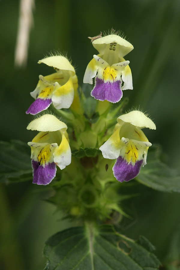 Изображение особи Galeopsis speciosa.