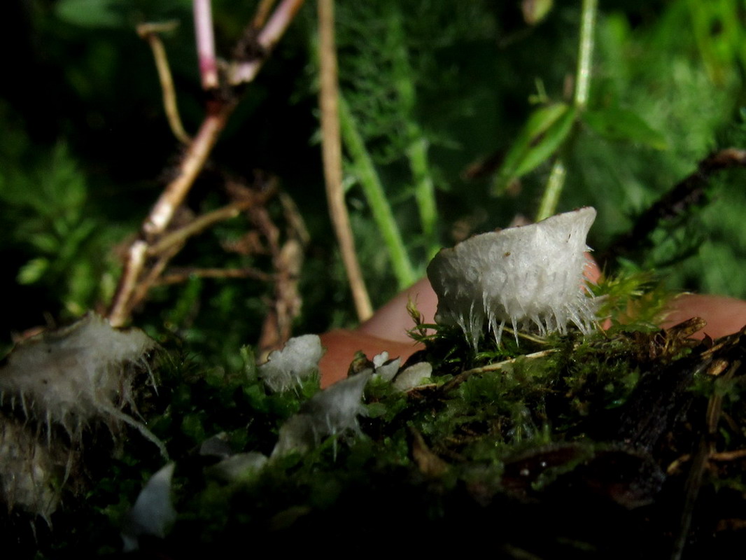 Image of Peltigera didactyla specimen.