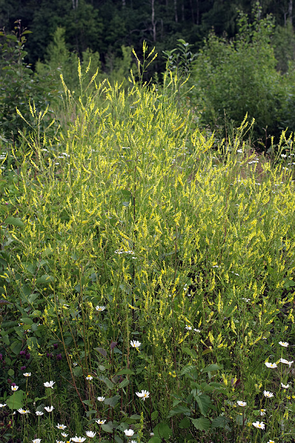 Изображение особи Melilotus officinalis.