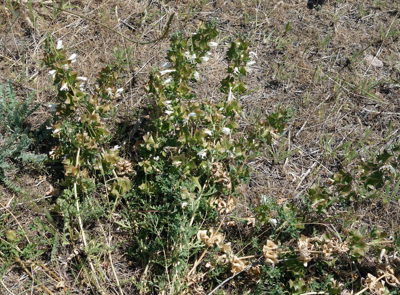 Image of Lagochilus platycalyx specimen.