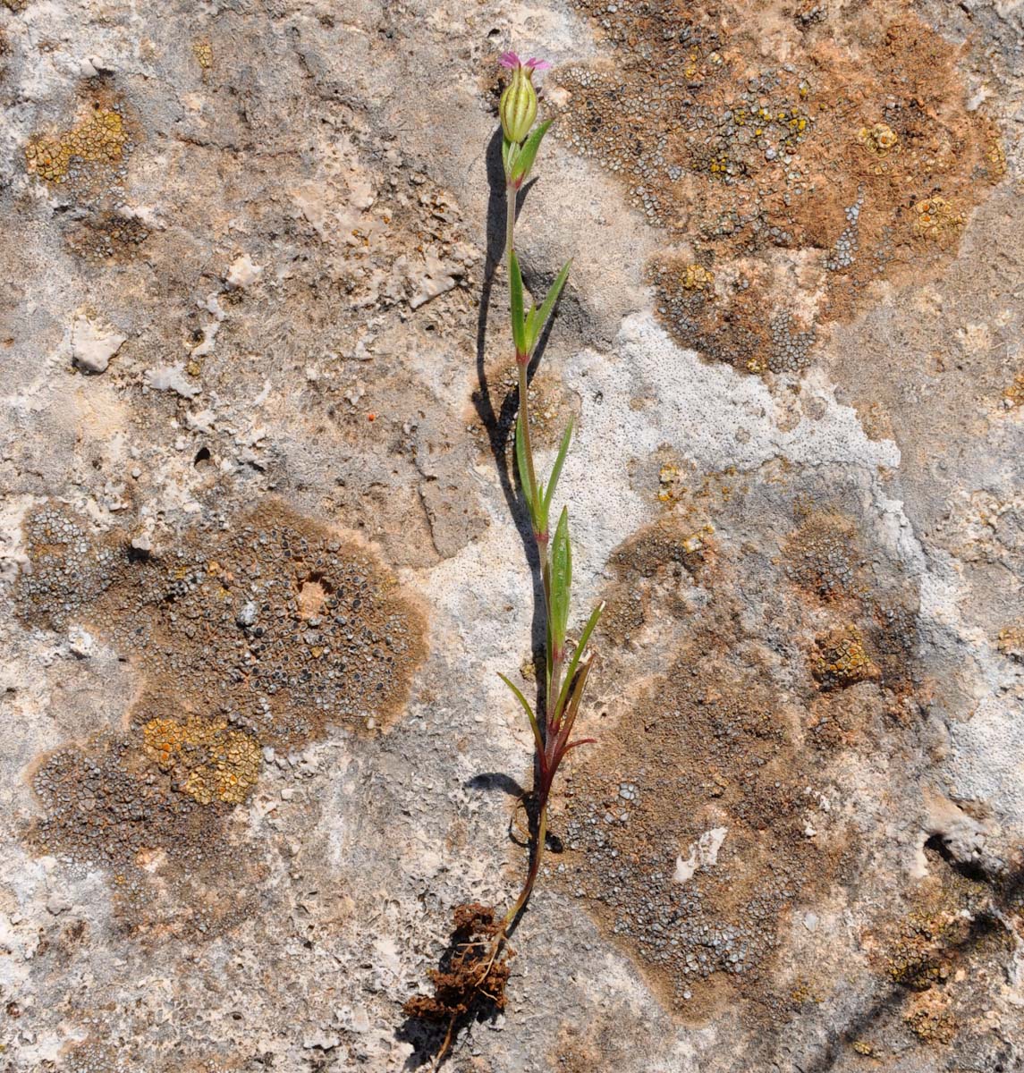 Image of Silene alexandrina specimen.