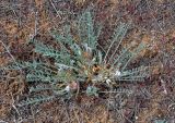 Astragalus testiculatus