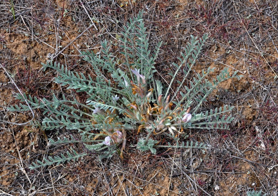 Изображение особи Astragalus testiculatus.