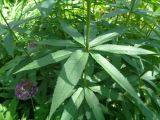 Veronicastrum sibiricum
