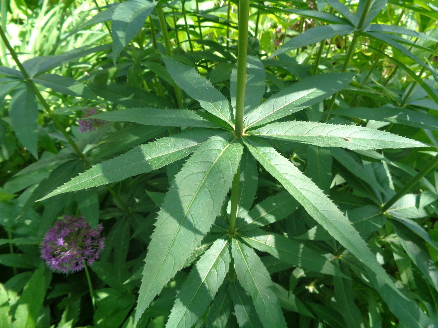 Изображение особи Veronicastrum sibiricum.