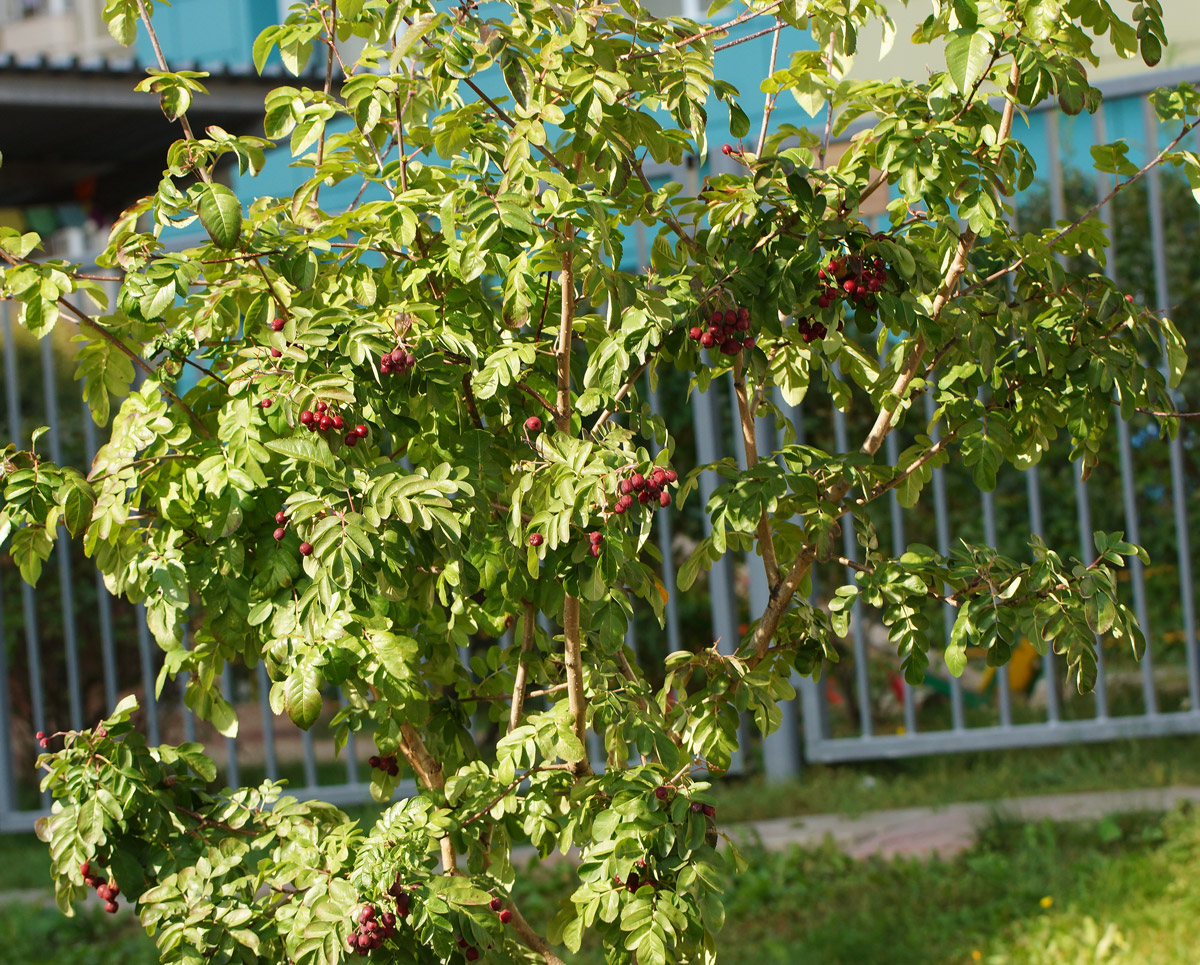 Изображение особи × Crataegosorbus miczurinii.