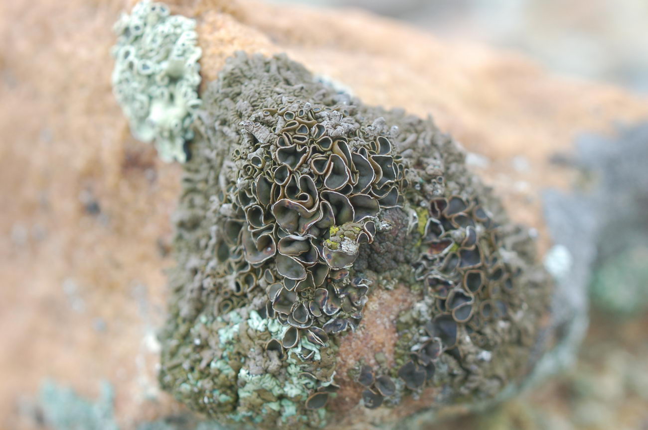 Image of genus Rhizoplaca specimen.