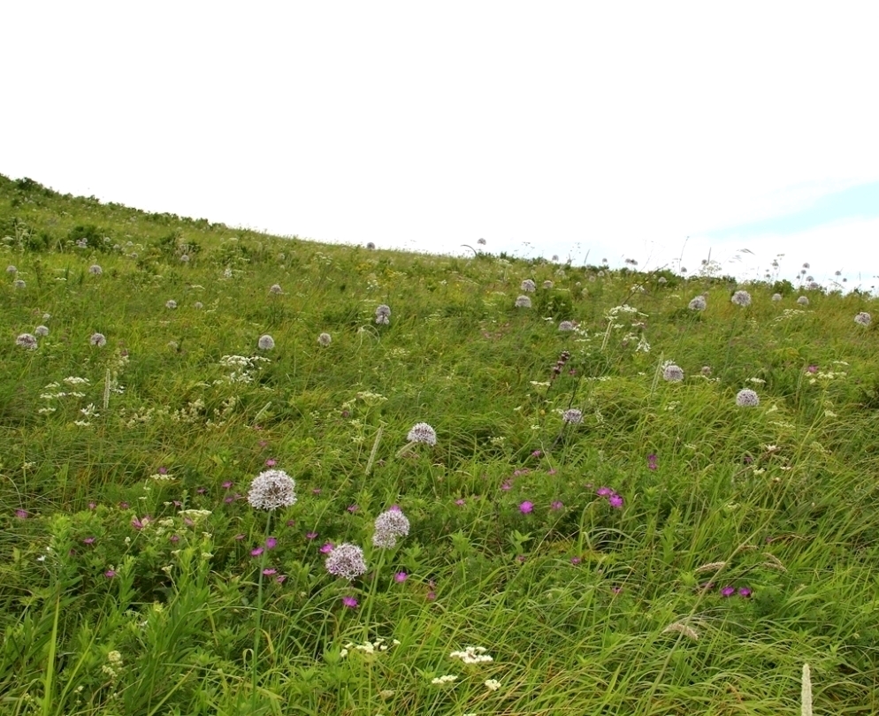 Изображение особи Allium decipiens.