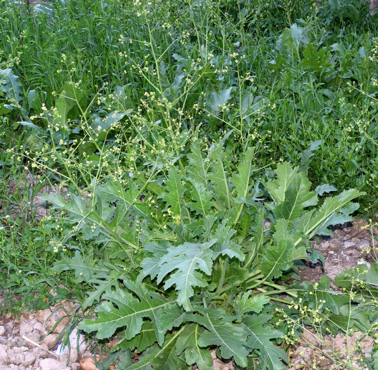 Изображение особи Crambe orientalis.