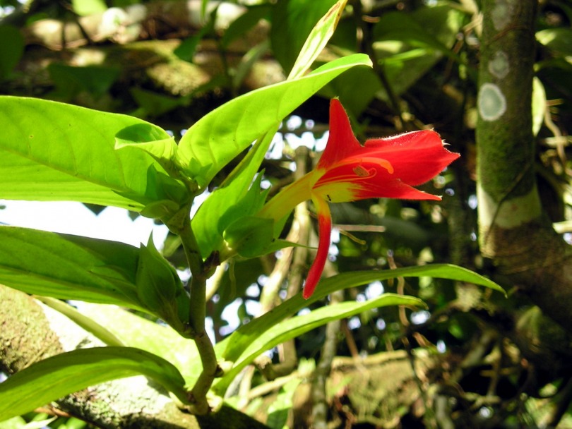 Изображение особи Columnea nicaraguensis.