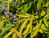 Vitex agnus-castus. Доцветающее соцветие и листья, приобретающие осеннюю окраску. Краснодарский край, МО город-курорт Сочи, Адлерский р-н, м-н Адлер, междуречье р. Мзымта и р. Псоу, Имеретинская низменность, Орнитологический парк. 9 октября 2019 г.