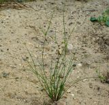 Juncus tenuis