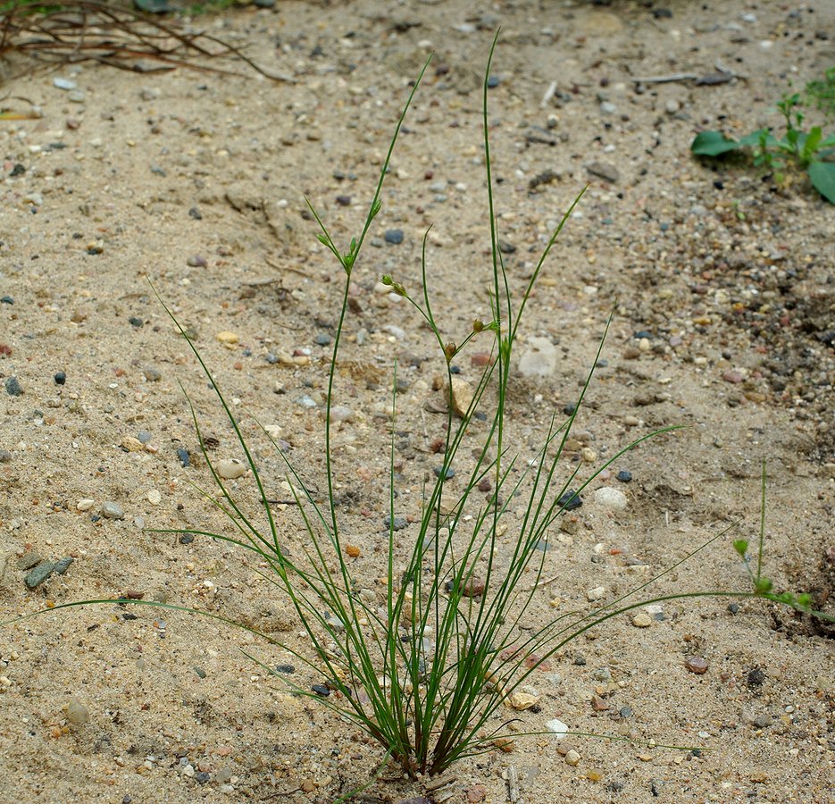 Image of Juncus tenuis specimen.