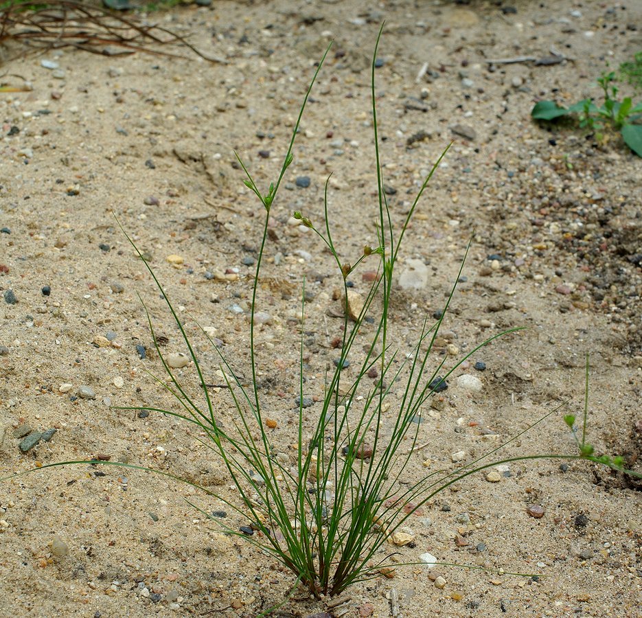 Изображение особи Juncus tenuis.