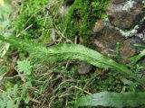 Camptosorus sibiricus