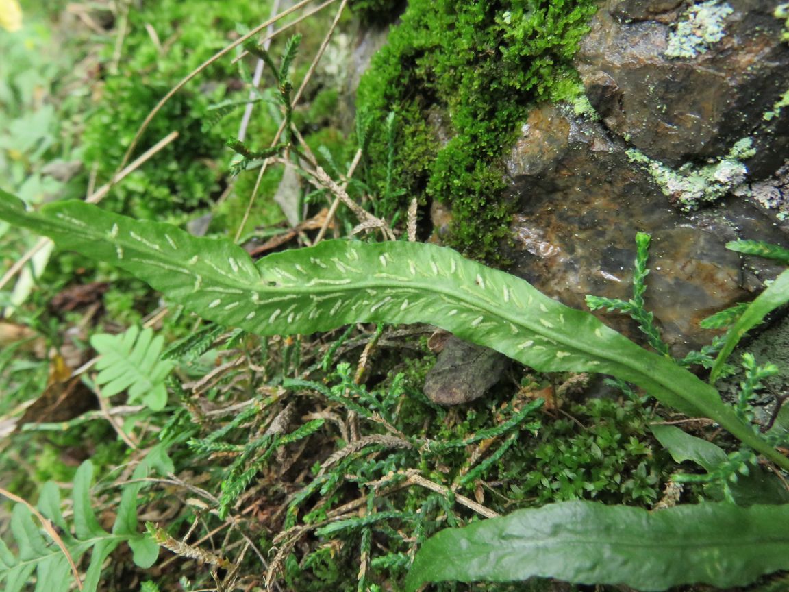 Изображение особи Camptosorus sibiricus.