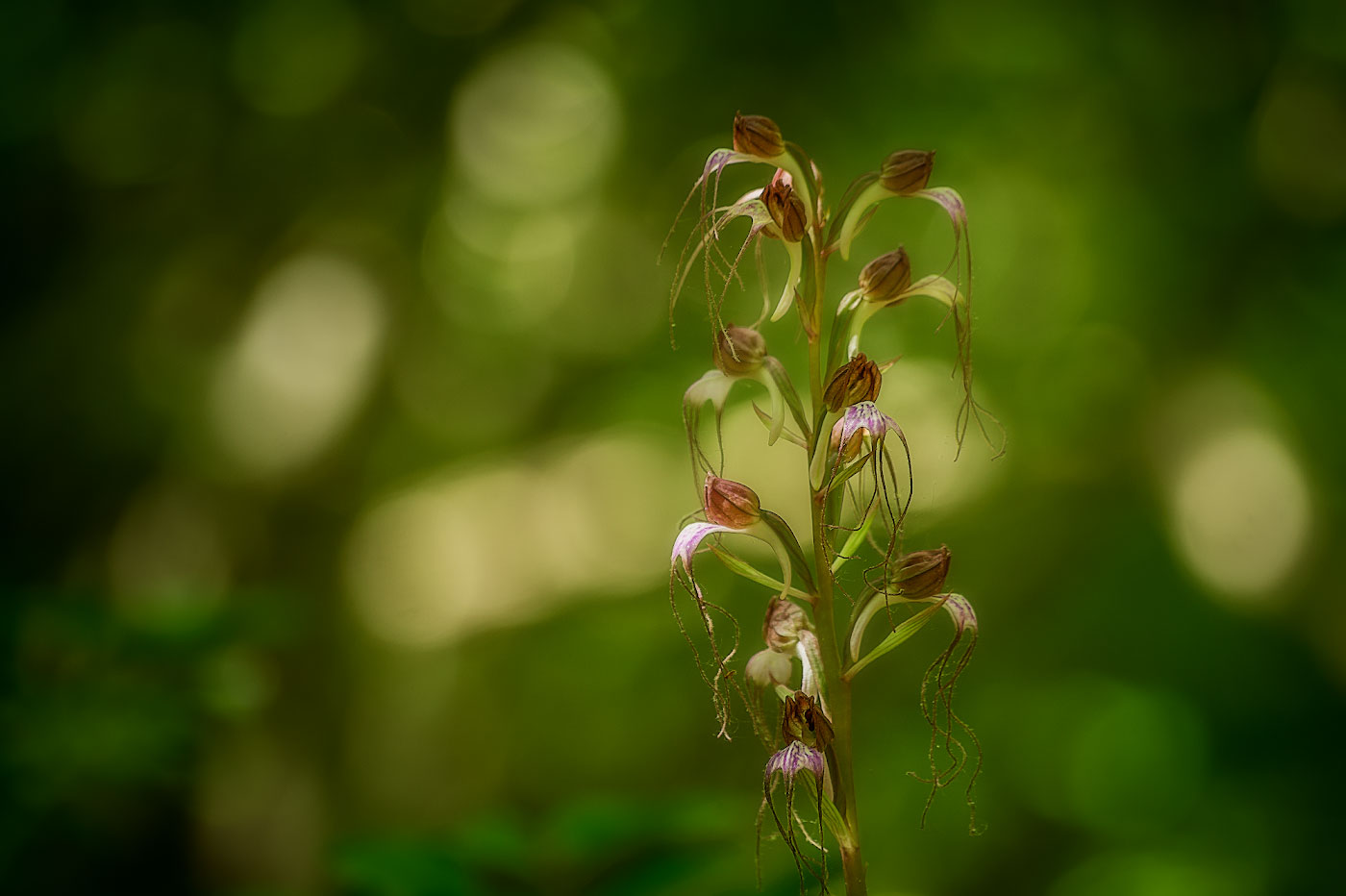 Image of Himantoglossum comperianum specimen.