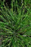 Carex canescens