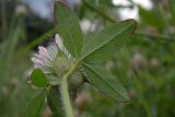 Trifolium diffusum
