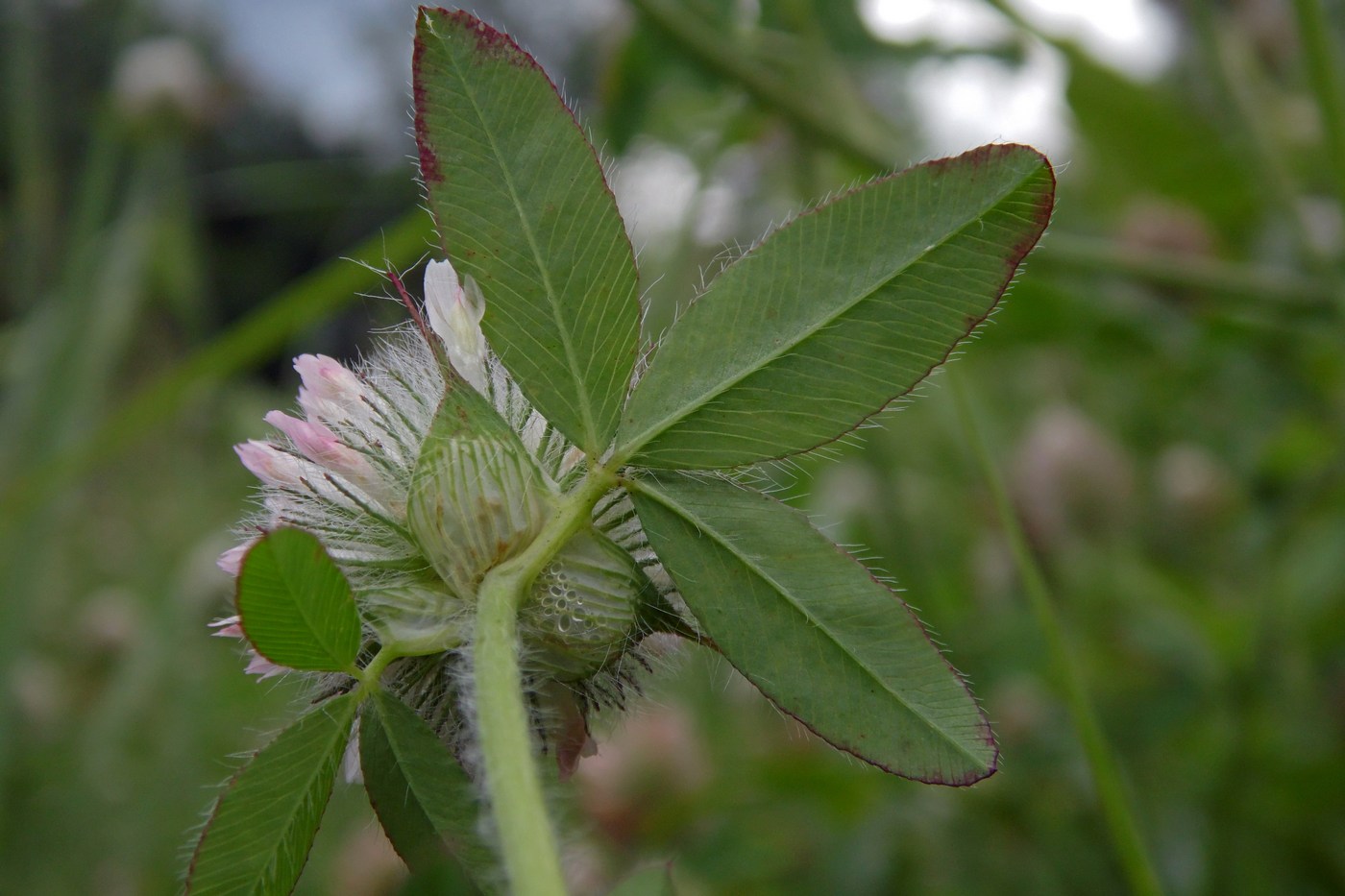 Image of Trifolium diffusum specimen.