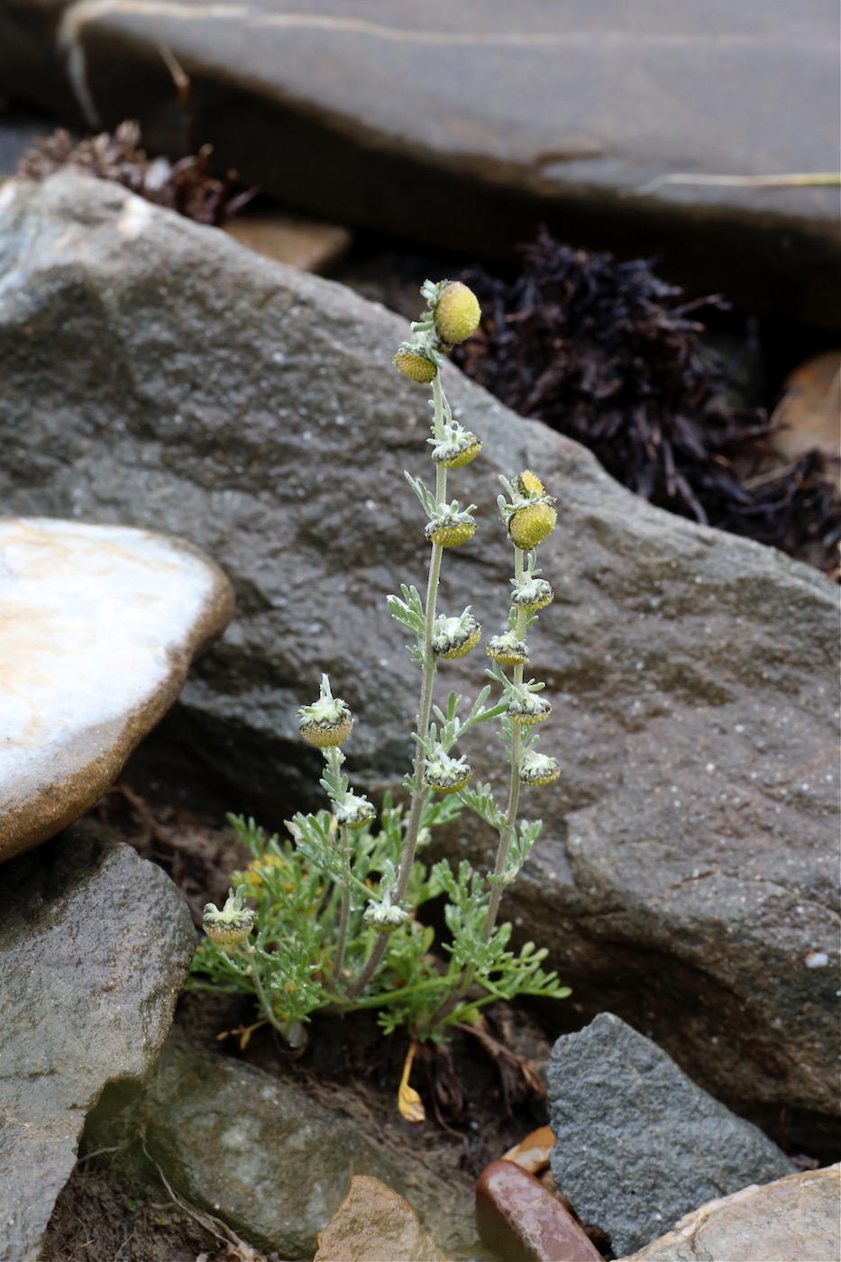 Изображение особи Artemisia aschurbajewii.