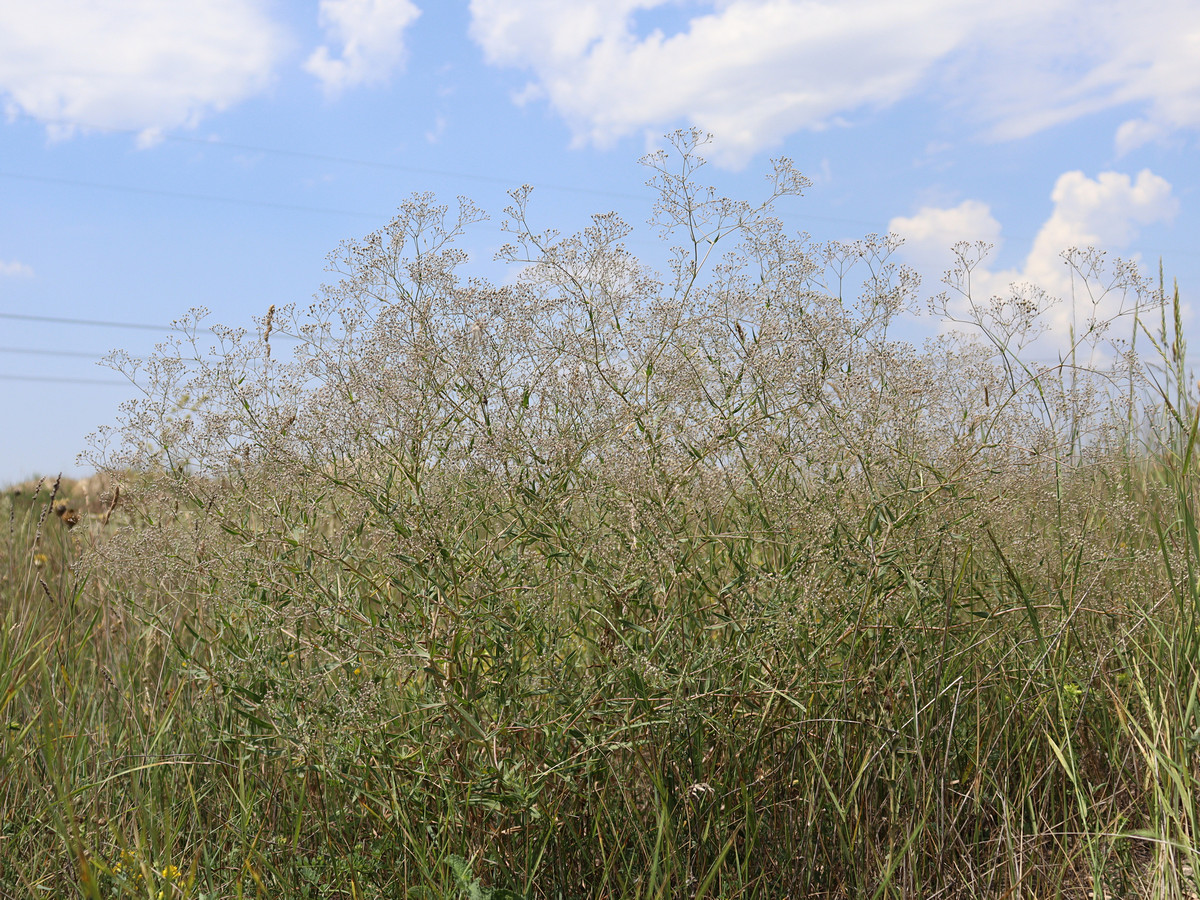 Image of Gypsophila paniculata specimen.