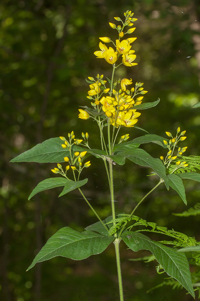 Изображение особи Lysimachia vulgaris.