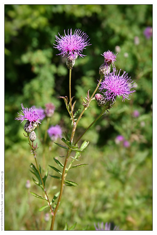 Изображение особи Serratula coronata.