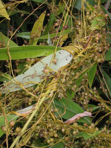 Image of Cuscuta lupuliformis specimen.