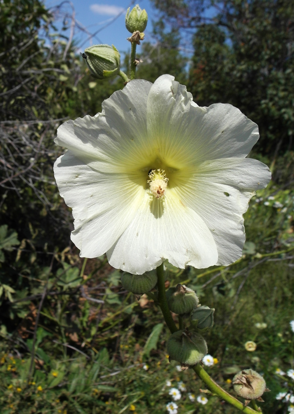 Image of Alcea nudiflora specimen.