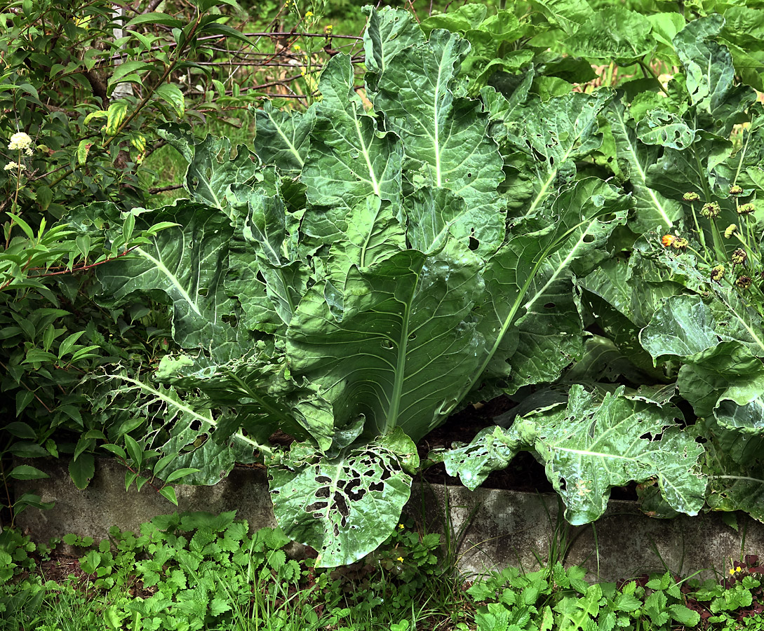 Изображение особи Brassica oleracea var. botrytis.