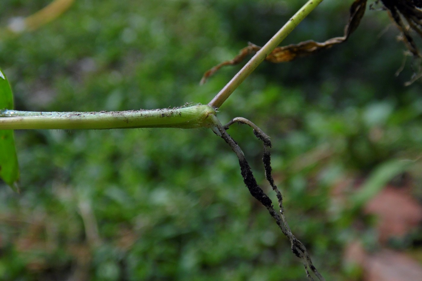 Image of genus Digitaria specimen.