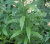 Doellingeria umbellata