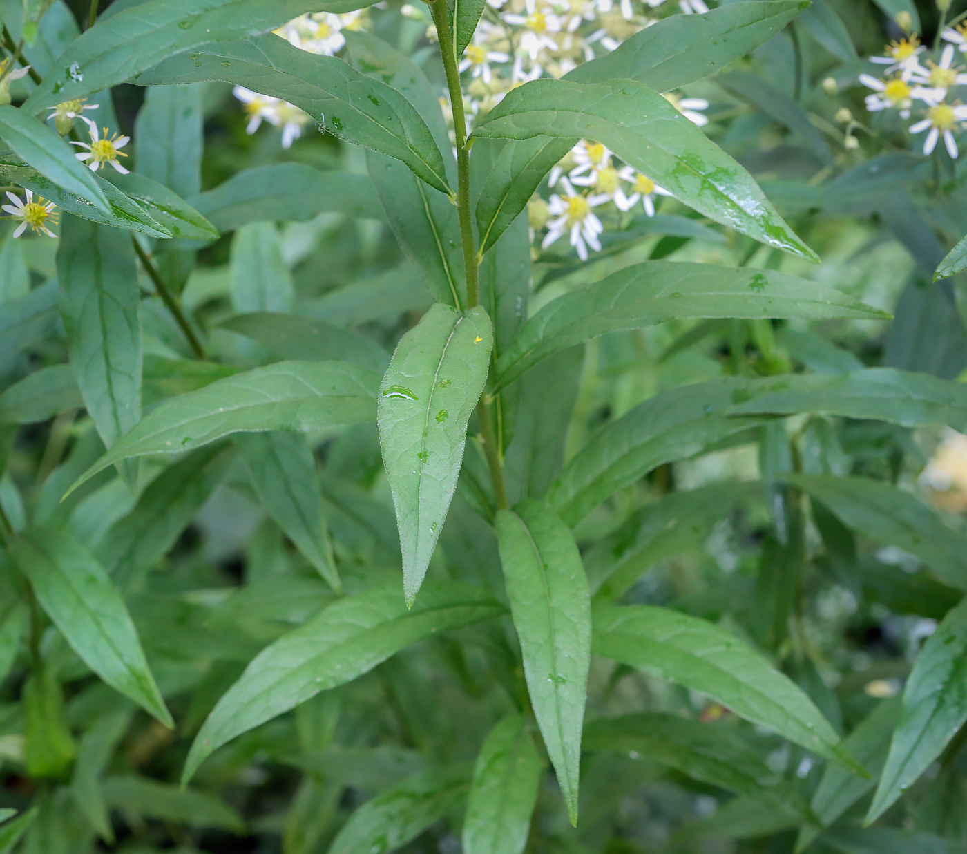 Изображение особи Doellingeria umbellata.