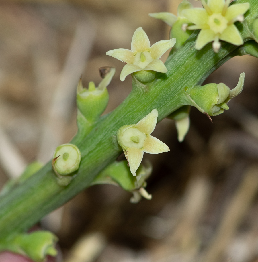 Изображение особи Cussonia paniculata.