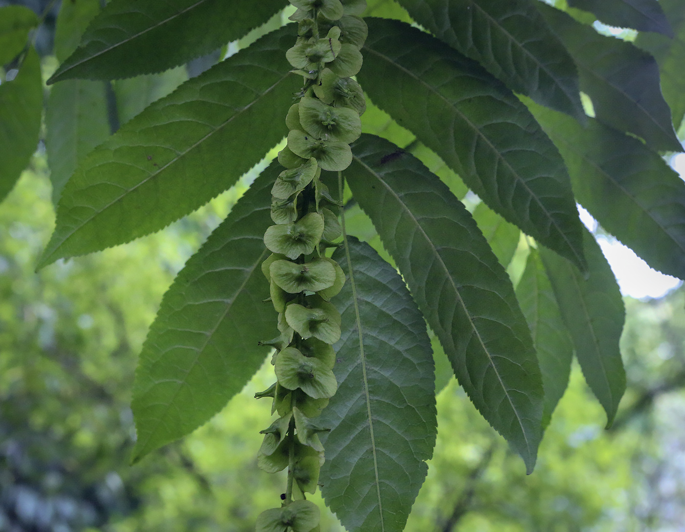 Image of Pterocarya fraxinifolia specimen.