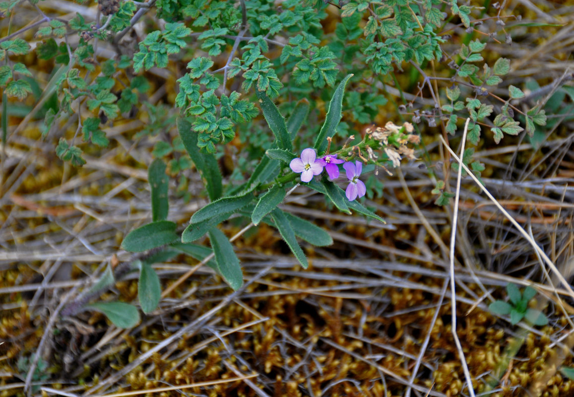 Image of Clausia aprica specimen.