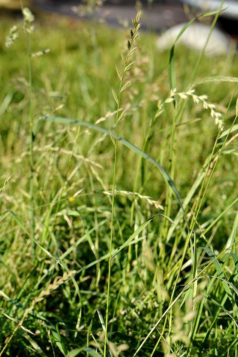 Image of Lolium multiflorum specimen.