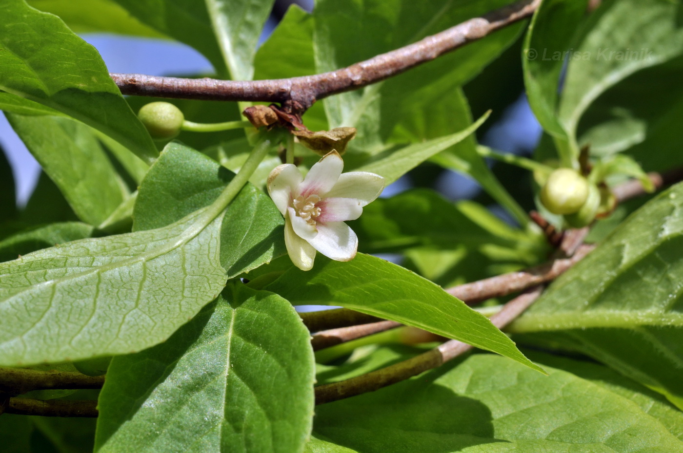 Изображение особи Schisandra chinensis.