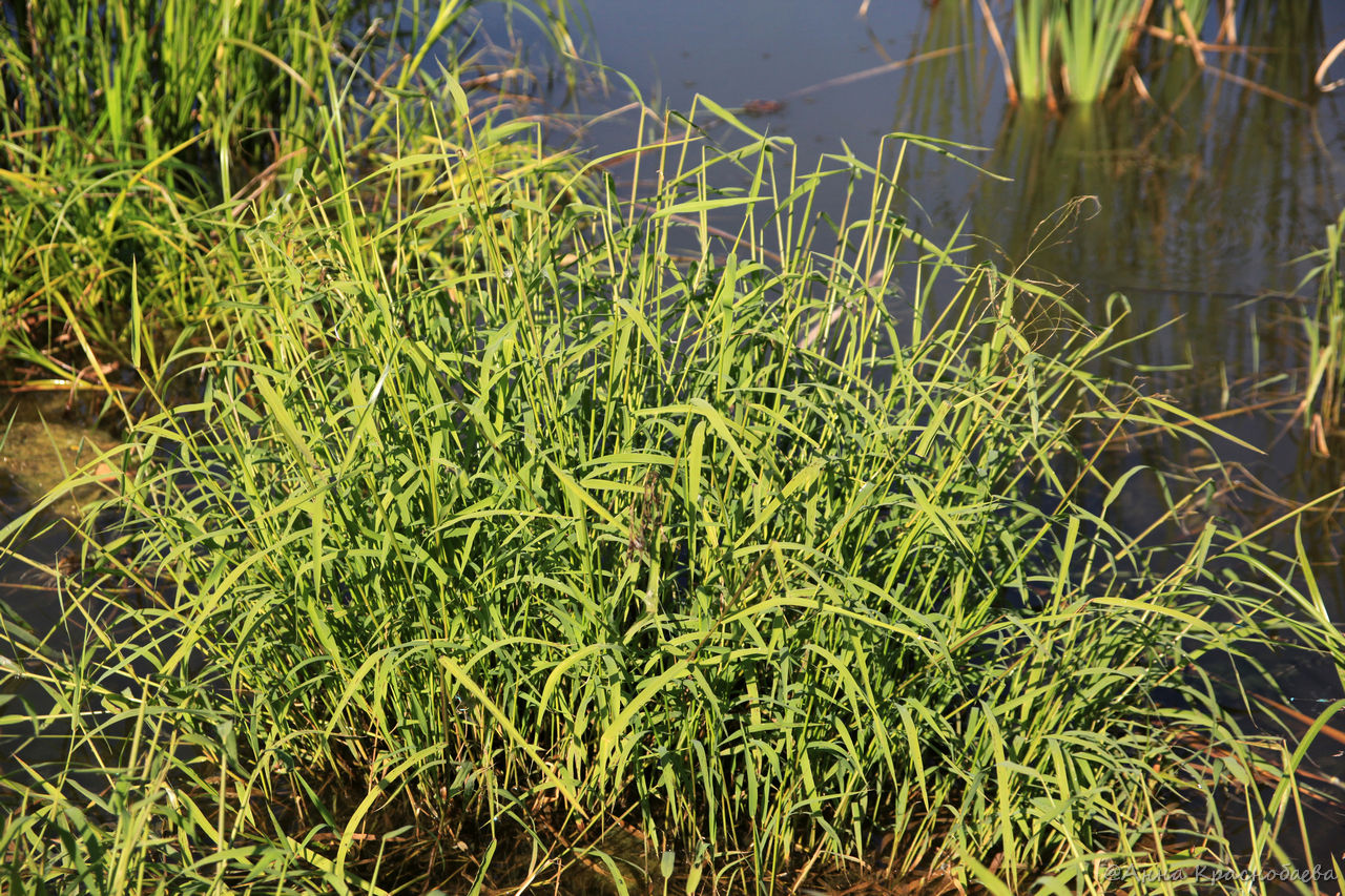 Image of Leersia oryzoides specimen.